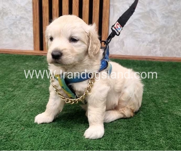 twlh-gldn-rtrywr-golde-retriwer-72_3
