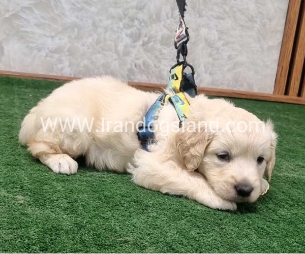 twlh-gldn-rtrywr-golde-retriwer-72_6