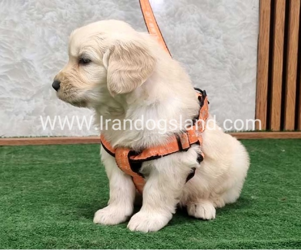 twlh-gldn-rtrywr-golde-retriwer-75_1