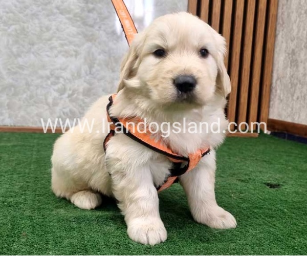 twlh-gldn-rtrywr-golde-retriwer-75_12