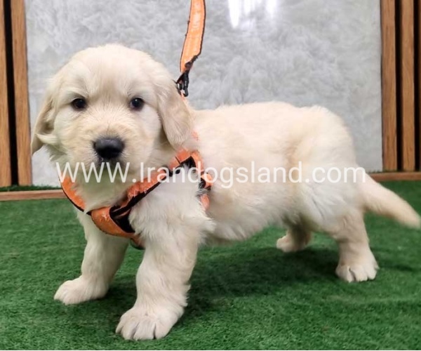 twlh-gldn-rtrywr-golde-retriwer-75_13