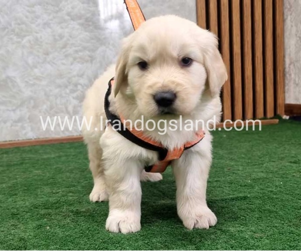 twlh-gldn-rtrywr-golde-retriwer-75_14