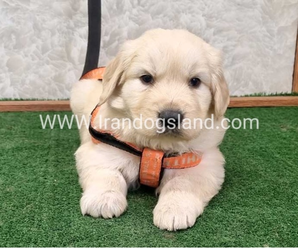 twlh-gldn-rtrywr-golde-retriwer-75_2