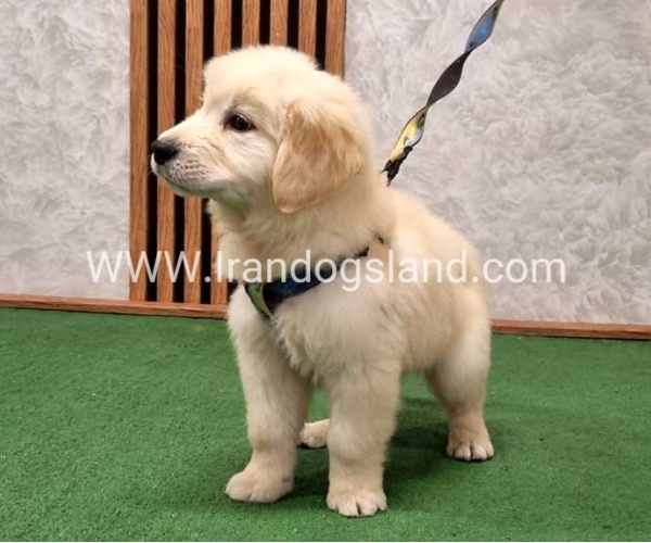 گلدن رتریور اصیل - GR51