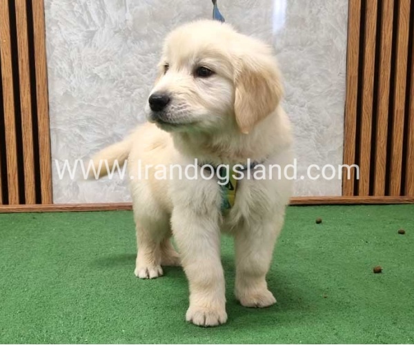 گلدن رتریور اصیل - GR51