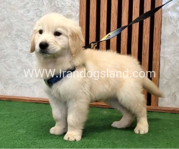 گلدن رتریور اصیل - GR51