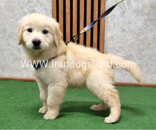 گلدن رتریور اصیل - GR51