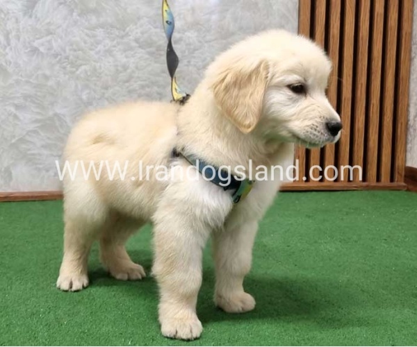 گلدن رتریور اصیل - GR51