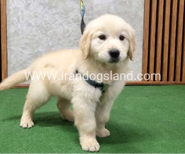 گلدن رتریور اصیل - GR51