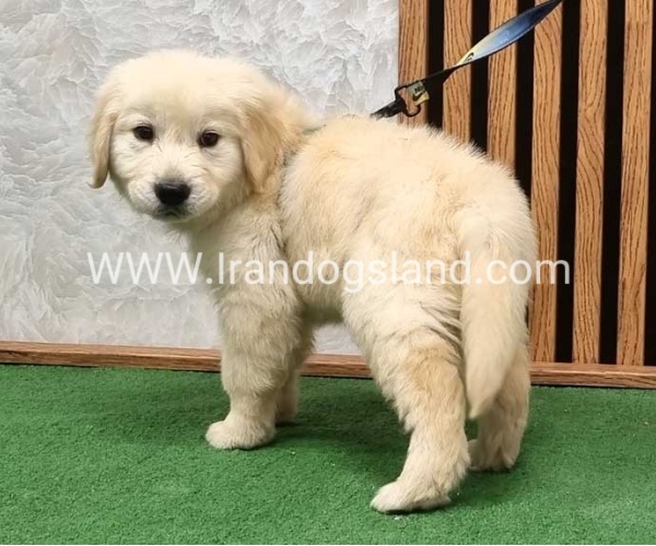 گلدن رتریور اصیل - GR51