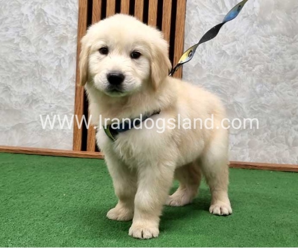 گلدن رتریور اصیل - GR51