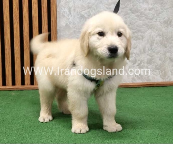 گلدن رتریور اصیل - GR51