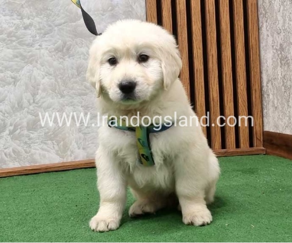 گلدن رتریور عالی - GR50