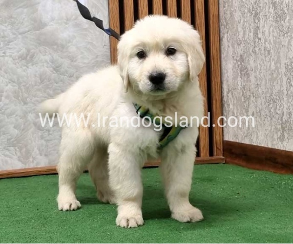 گلدن رتریور عالی - GR50