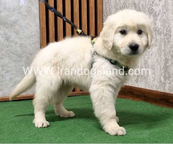 گلدن رتریور عالی - GR50