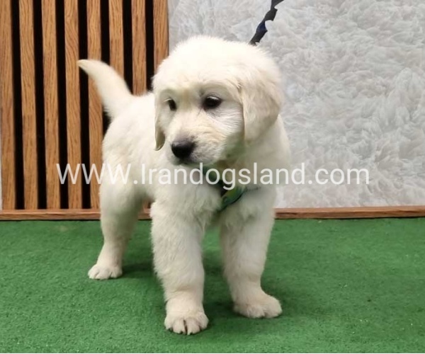 گلدن رتریور عالی - GR50