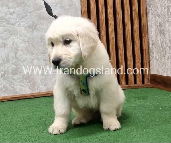 گلدن رتریور عالی - GR50