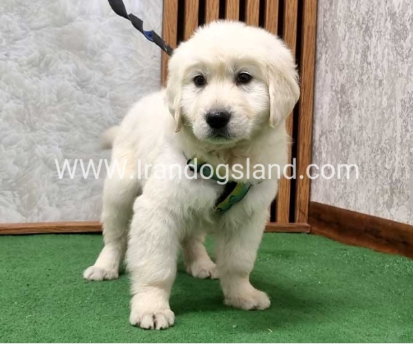 گلدن رتریور عالی - GR50