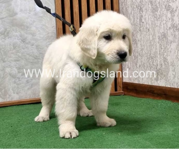 گلدن رتریور عالی - GR50