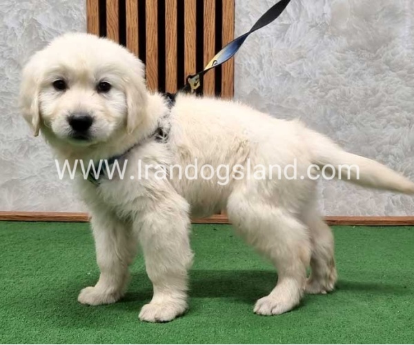 گلدن رتریور عالی - GR50