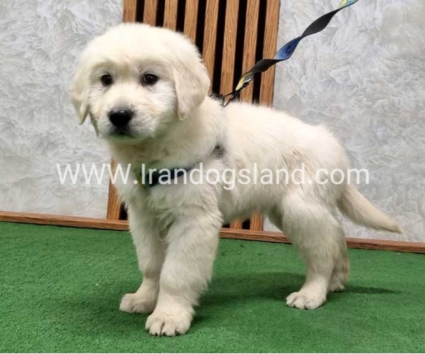 گلدن رتریور عالی - GR50