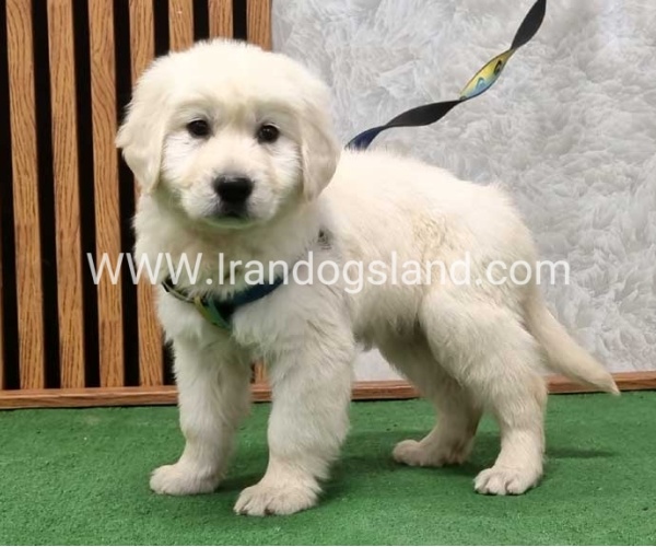 گلدن رتریور عالی - GR50