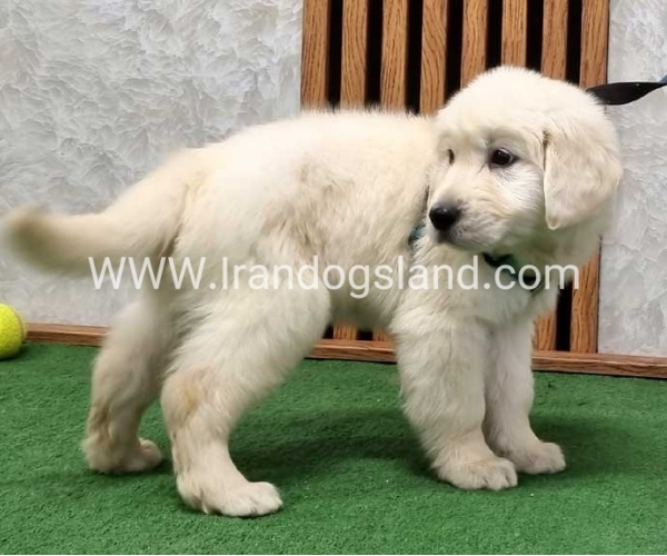 گلدن رتریور عالی - GR50