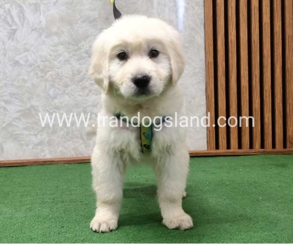 گلدن رتریور عالی - GR50