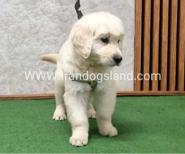 گلدن رتریور عالی - GR50