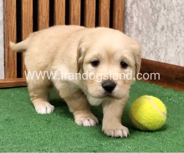 twlh-gldn-rtrywr-golde-retriwer-79_1