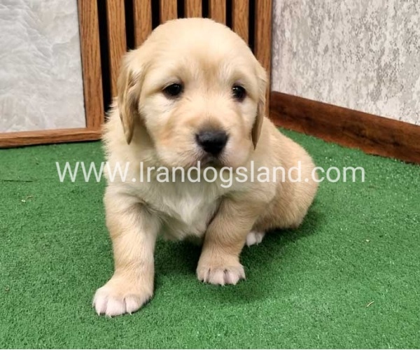 twlh-gldn-rtrywr-golde-retriwer-79_2