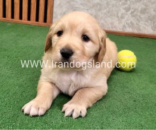 twlh-gldn-rtrywr-golde-retriwer-79_3