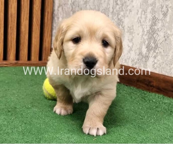 twlh-gldn-rtrywr-golde-retriwer-79_4