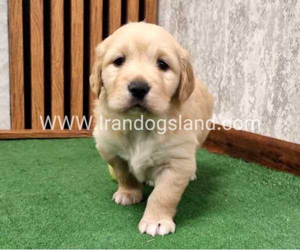 twlh-gldn-rtrywr-golde-retriwer-79_5