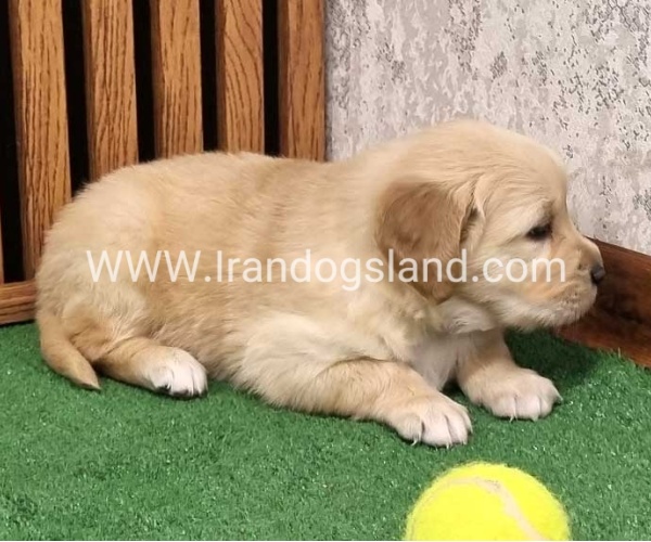 twlh-gldn-rtrywr-golde-retriwer-79_6