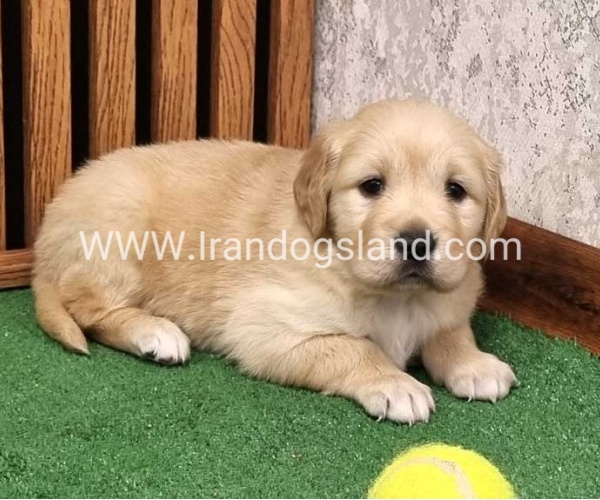 twlh-gldn-rtrywr-golde-retriwer-79_7