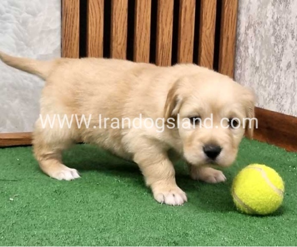 twlh-gldn-rtrywr-golde-retriwer-79_8