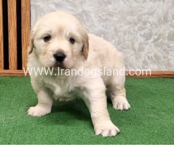 twlh-gldn-rtrywr-golde-retriwer-80_1