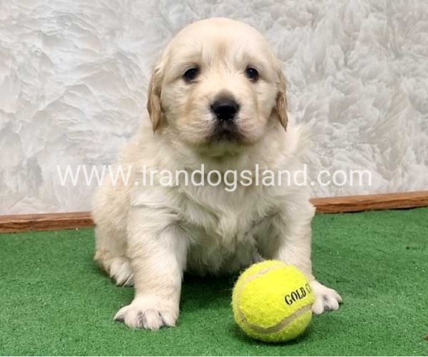 twlh-gldn-rtrywr-golde-retriwer-80_10