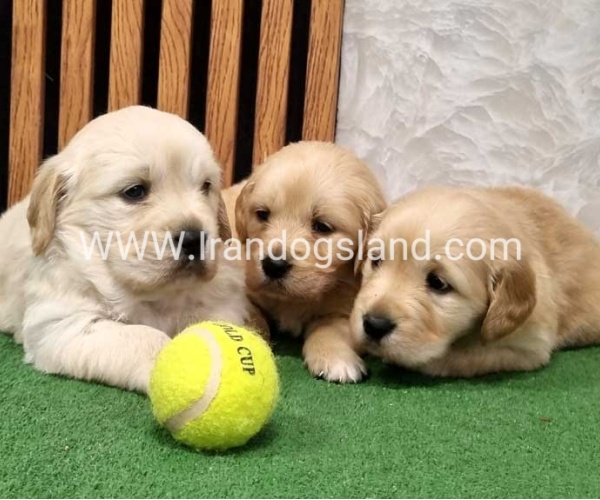 twlh-gldn-rtrywr-golde-retriwer-80_11_80410914