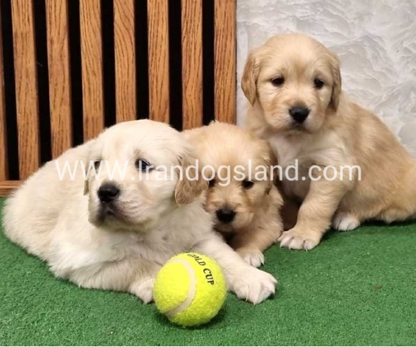 twlh-gldn-rtrywr-golde-retriwer-80_12_2052039546