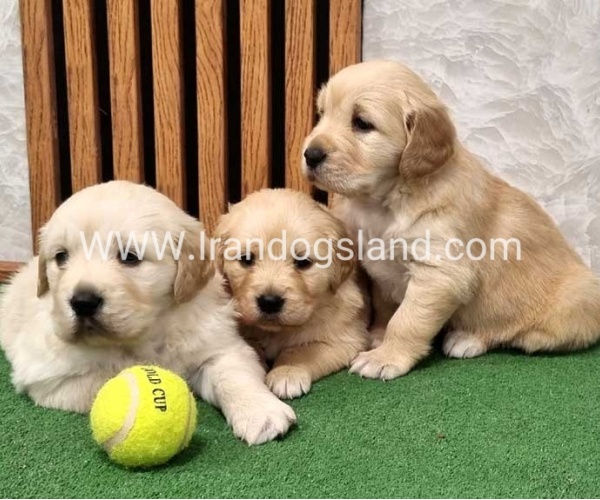 twlh-gldn-rtrywr-golde-retriwer-80_13_250110522