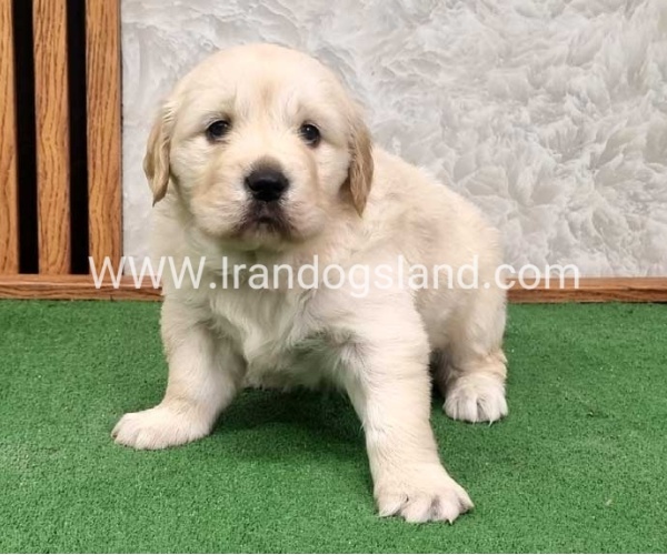 twlh-gldn-rtrywr-golde-retriwer-80_2