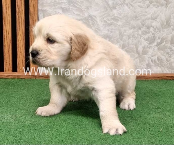 twlh-gldn-rtrywr-golde-retriwer-80_3