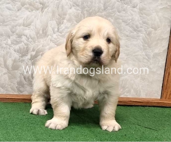 twlh-gldn-rtrywr-golde-retriwer-80_4