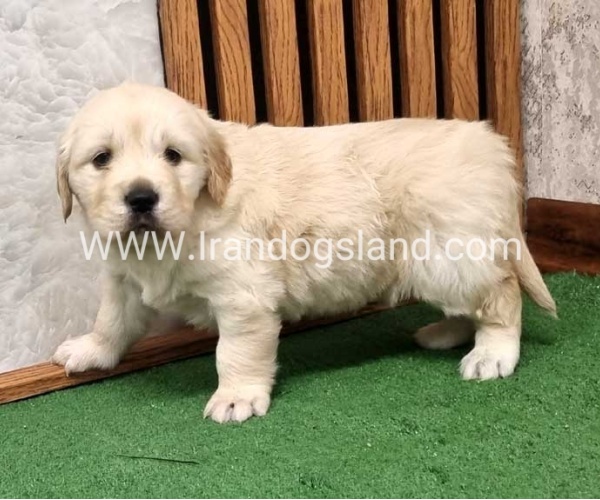 twlh-gldn-rtrywr-golde-retriwer-80_5