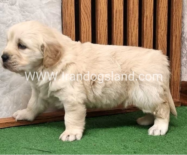 twlh-gldn-rtrywr-golde-retriwer-80_6