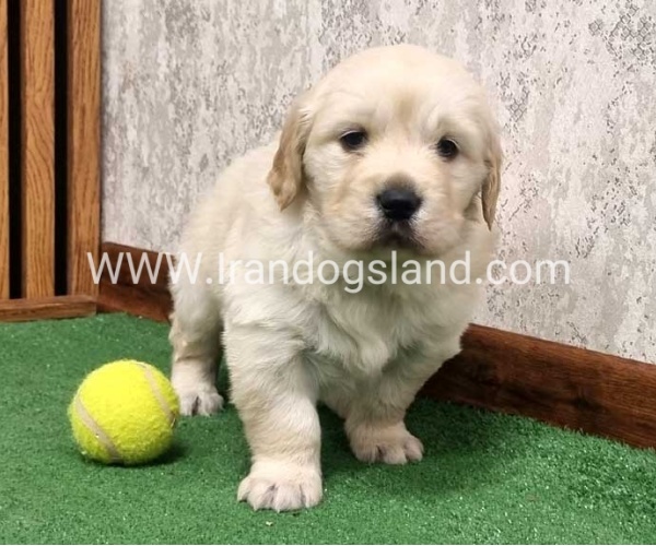 twlh-gldn-rtrywr-golde-retriwer-80_7