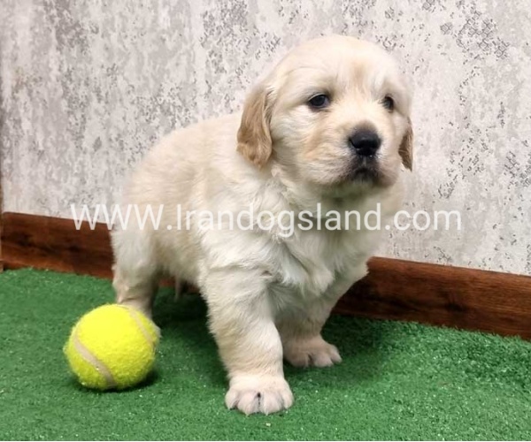 twlh-gldn-rtrywr-golde-retriwer-80_8