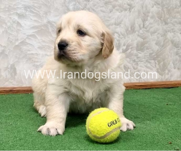 twlh-gldn-rtrywr-golde-retriwer-80_9